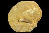 Fossil Plesiosaur (Zarafasaura) Tooth - Morocco #121747-1